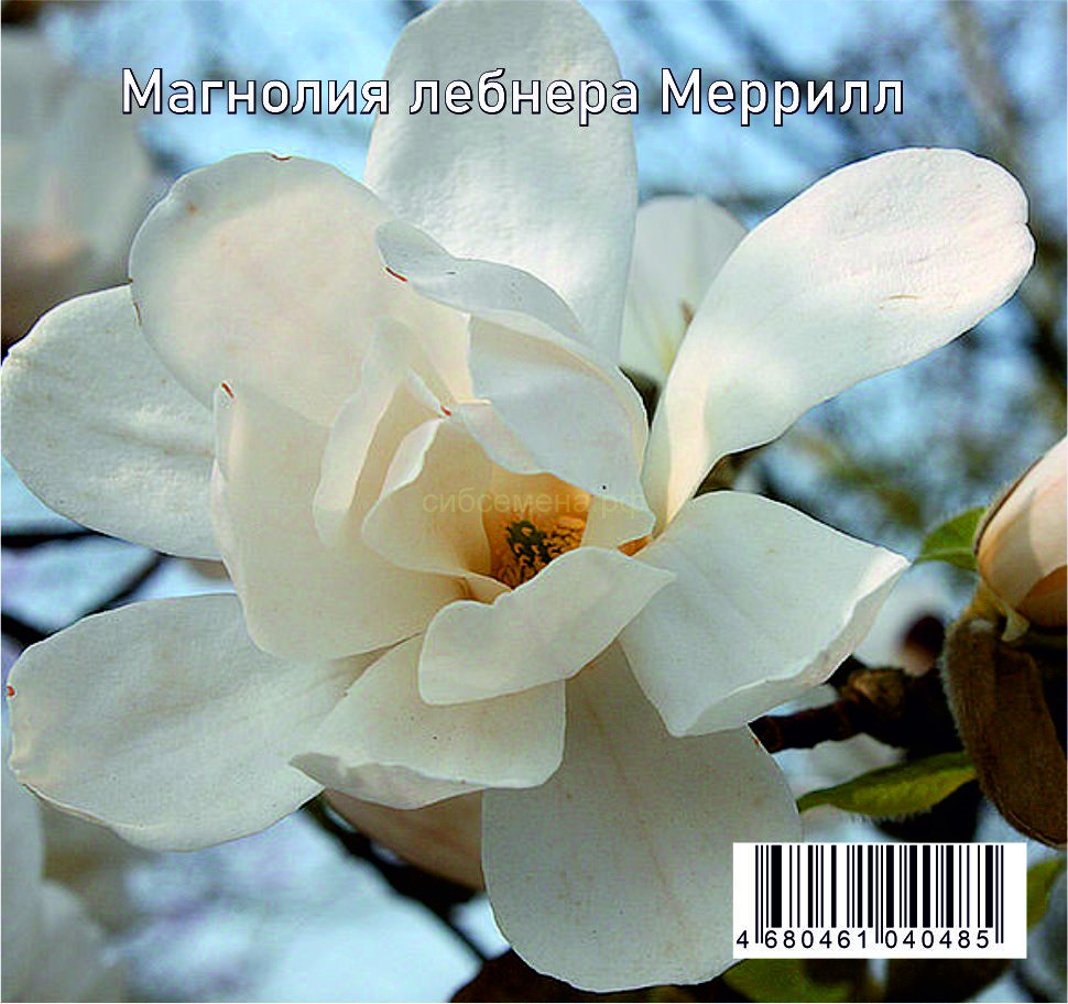 Magnolia Loebneri Mag S Pirouette Купить
