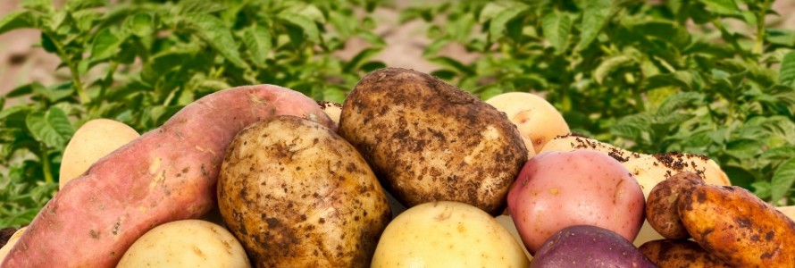 Картофель великан описание сорта. Семенной материал картофеля. Поступление картофеля. Поступил картофель.
