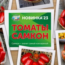Домашние помидорчики – кто же их не любит?
