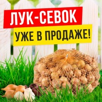 Как хранить лук-севок?