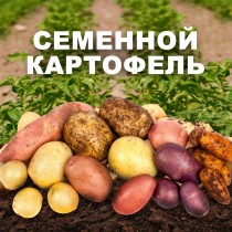 СЕМЕННОЙ КАРТОФЕЛЬ ПОСТУПИЛ В ПРОДАЖУ